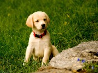 /album/esat-y%c4%b1ld%c4%b1r%c4%b1m/kopek-resimleri-jpg/