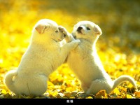 /album/esat-y%c4%b1ld%c4%b1r%c4%b1m/yavrunun-oyun-davrani%c5%9flari-jpg/